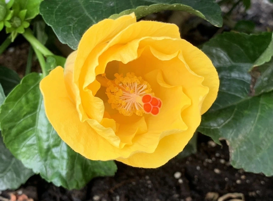 IMG_8207.jpg?type=w966