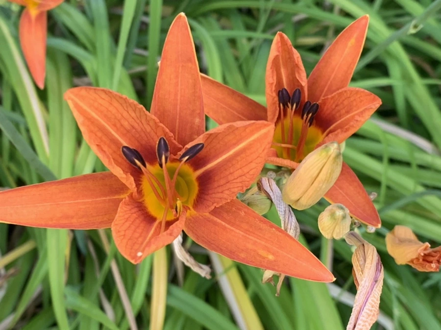 IMG_5332.jpg?type=w966