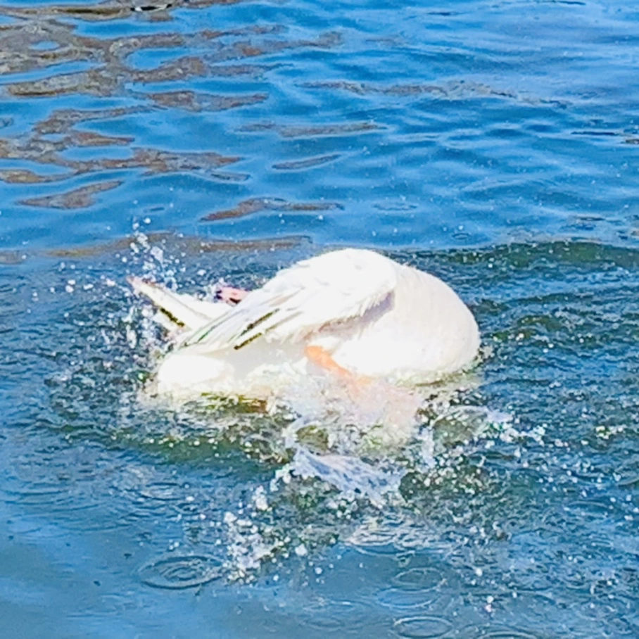 IMG_8917.jpg?type=w966