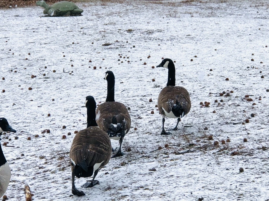 IMG_5927.jpg?type=w966