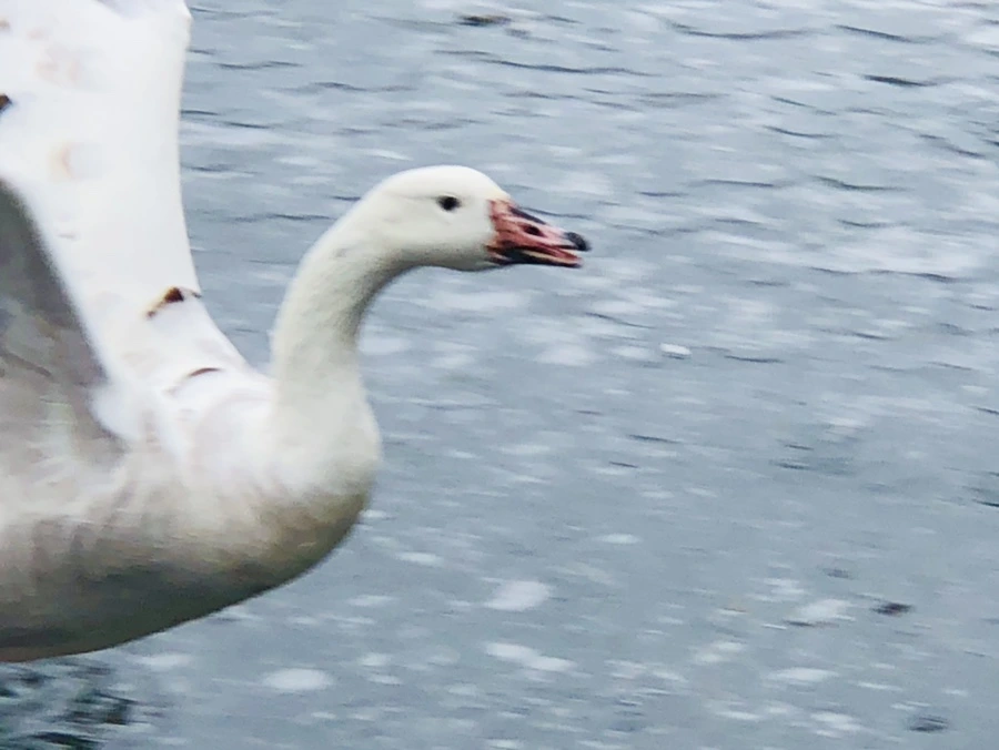 IMG_6125.jpg?type=w966