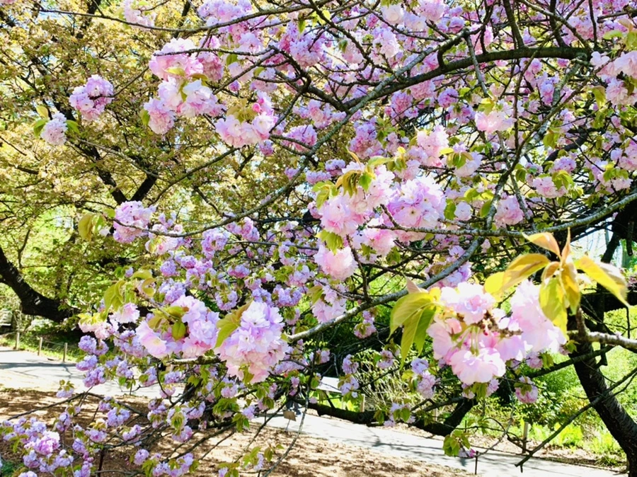 IMG_4639.jpg?type=w966