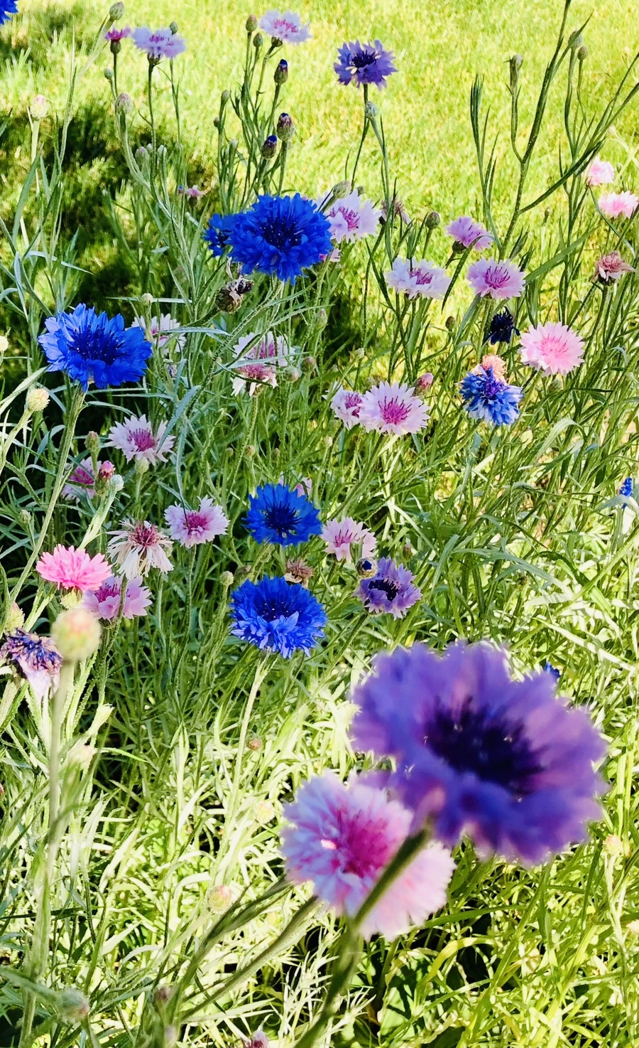 IMG_8540.jpg?type=w966