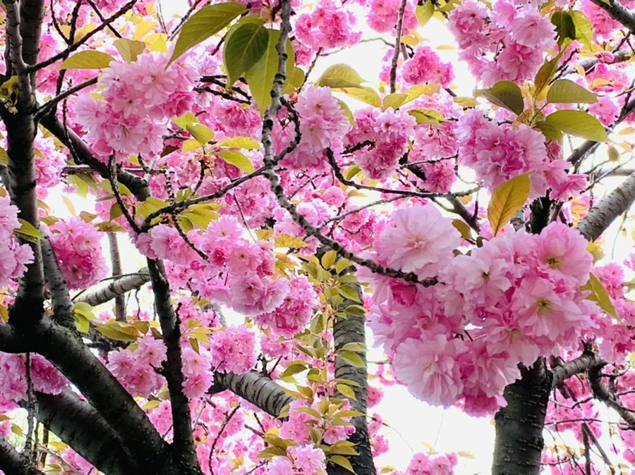 IMG_7337.jpg?type=w966