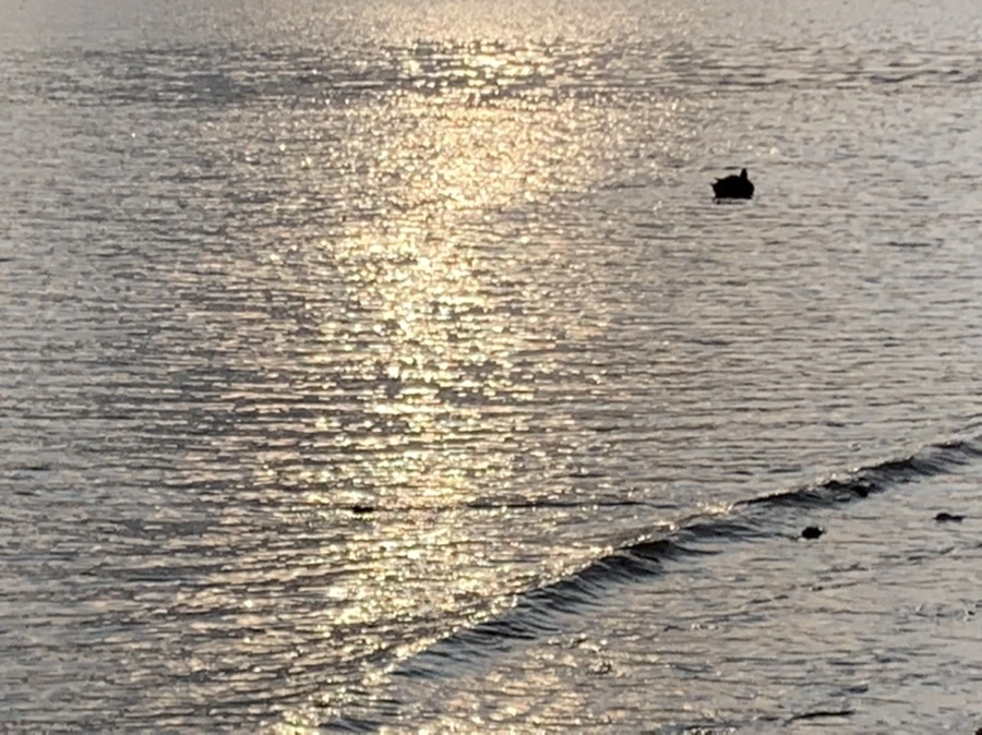 IMG_9907.jpg?type=w966