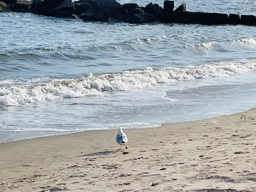 IMG_5083.jpg?type=w966