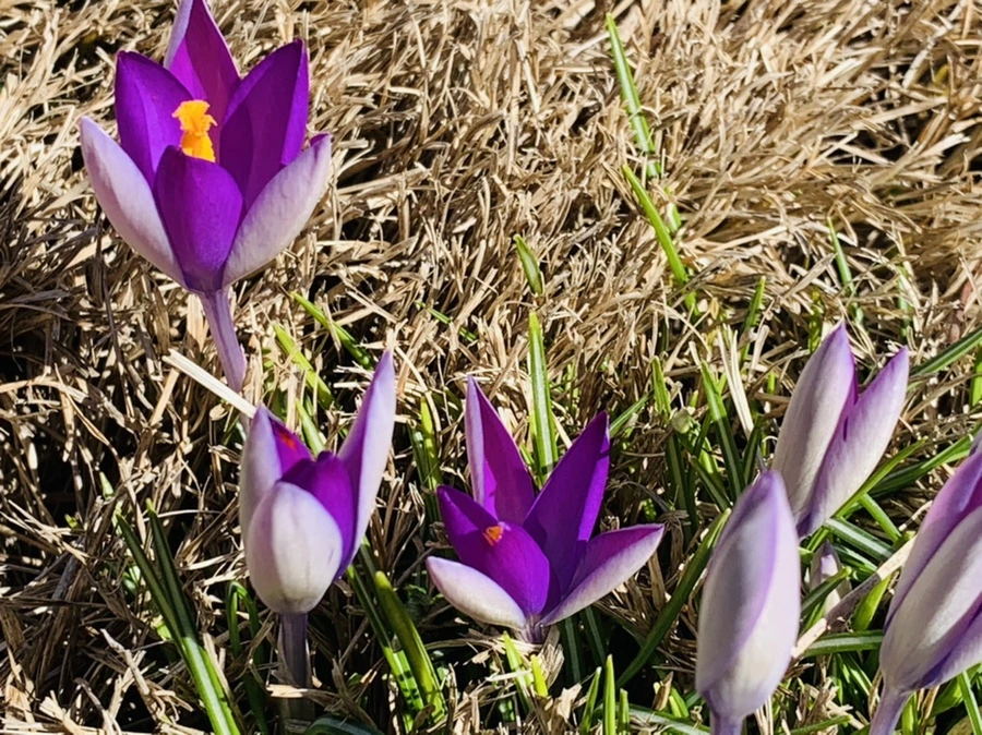 IMG_8234.jpg?type=w966