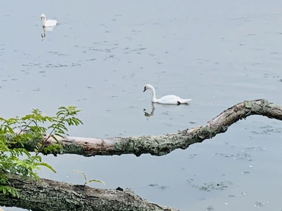 IMG_6342.jpg?type=w966