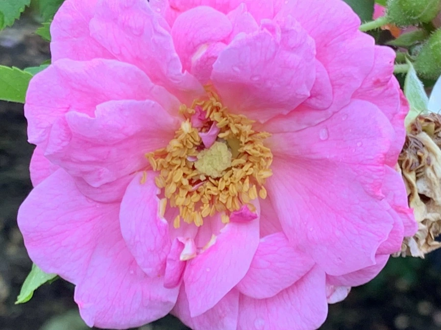 IMG_0919.jpg?type=w966