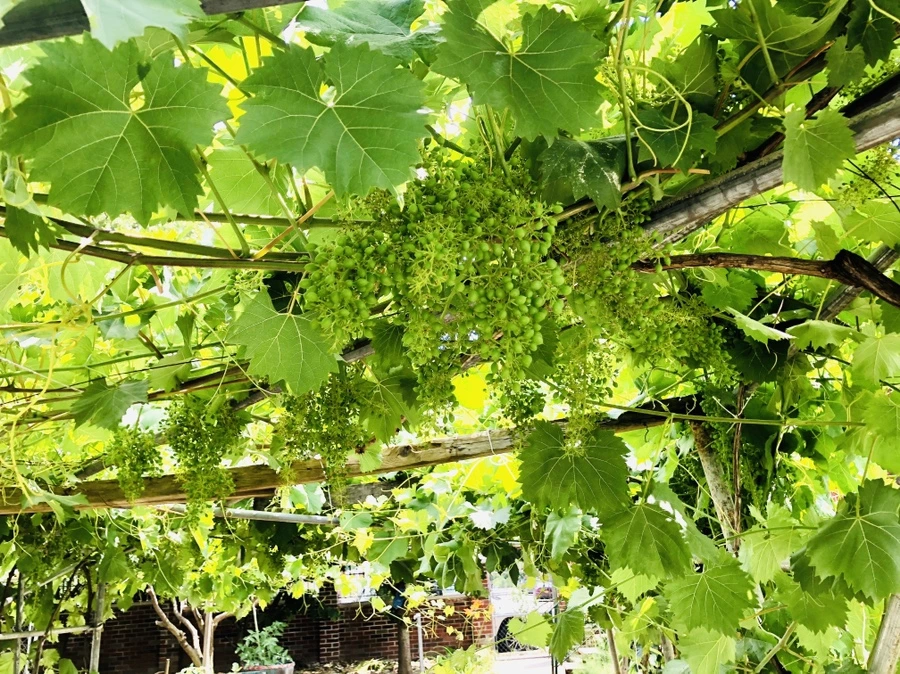 IMG_0341.jpg?type=w966