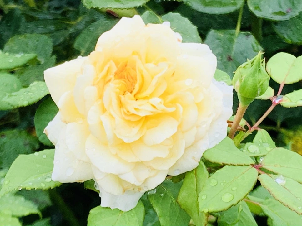 IMG_0953.jpg?type=w966