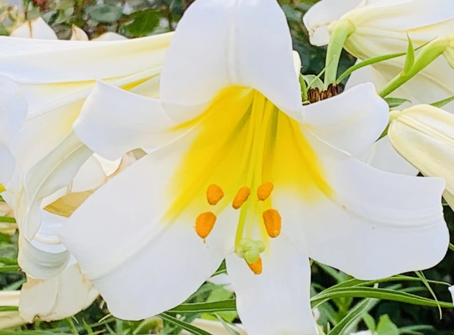 IMG_5972.jpg?type=w966