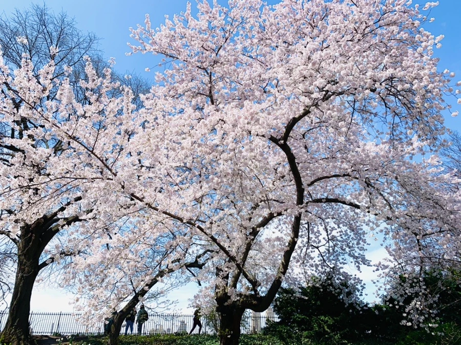 IMG_0104.jpg?type=w966