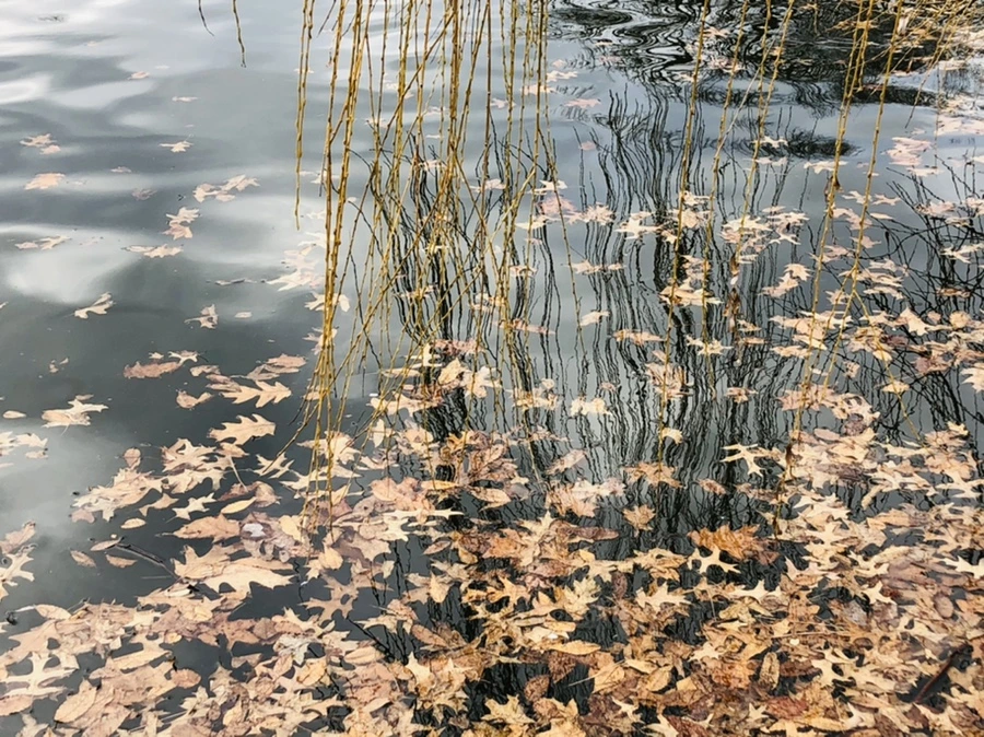 IMG_3952.jpg?type=w966