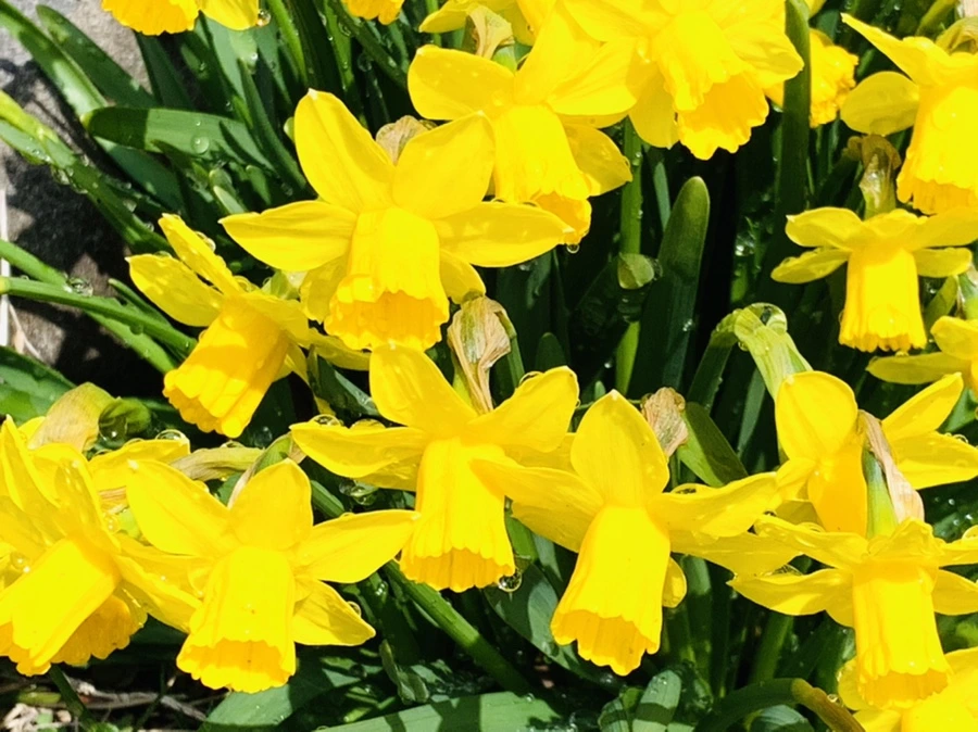 IMG_4016.jpg?type=w966