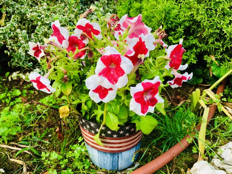 IMG_3431.jpg?type=w966