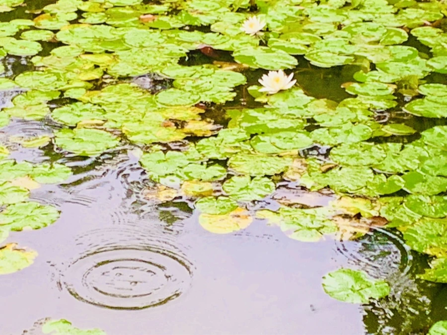 IMG_8371.jpg?type=w966