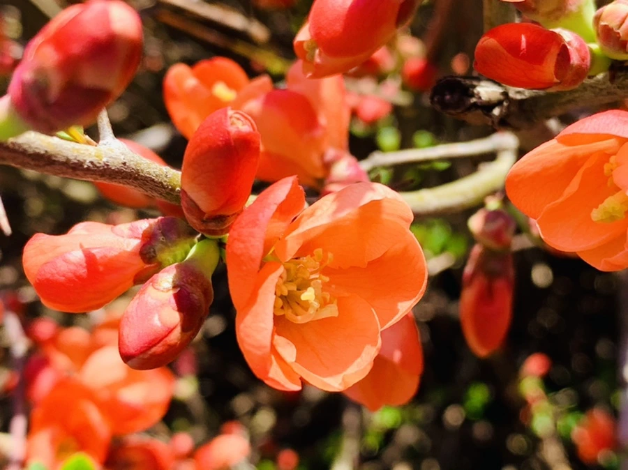 IMG_8303.jpg?type=w966