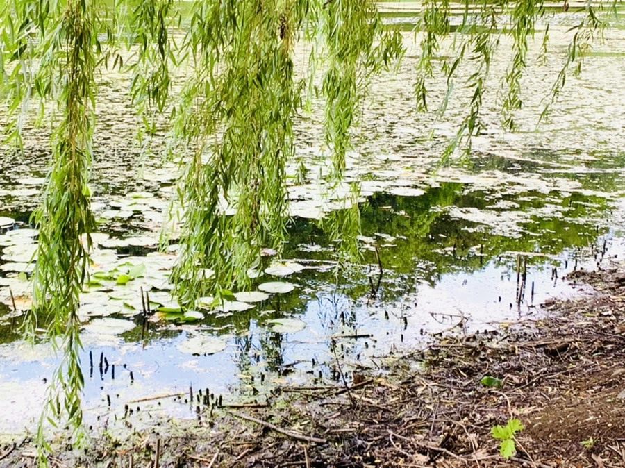 IMG_7532.jpg?type=w966