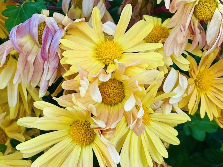 IMG_4105.jpg?type=w966