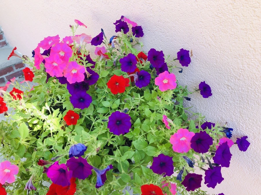 IMG_2795.jpg?type=w966