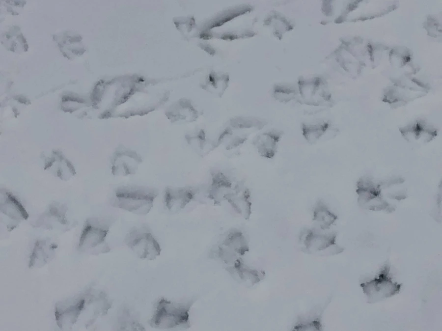 IMG_2548.jpg?type=w966