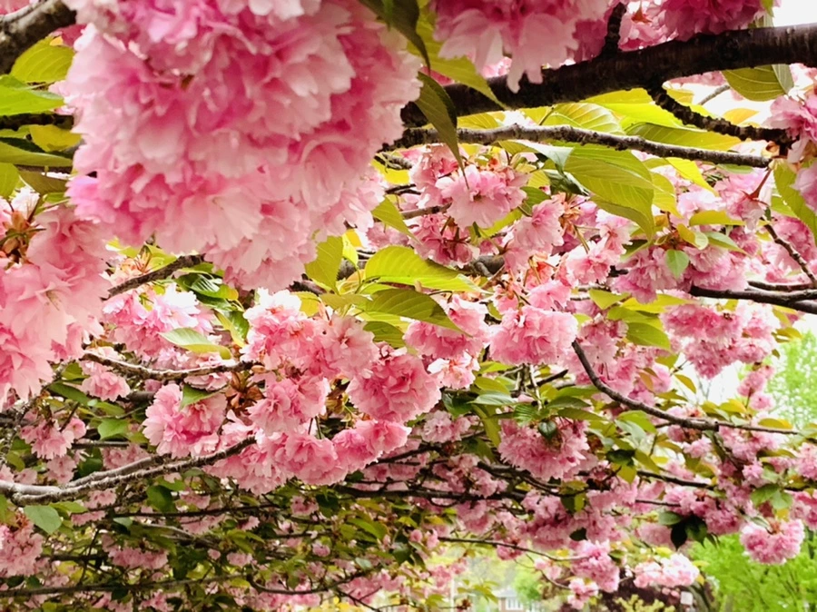 IMG_7162.jpg?type=w966