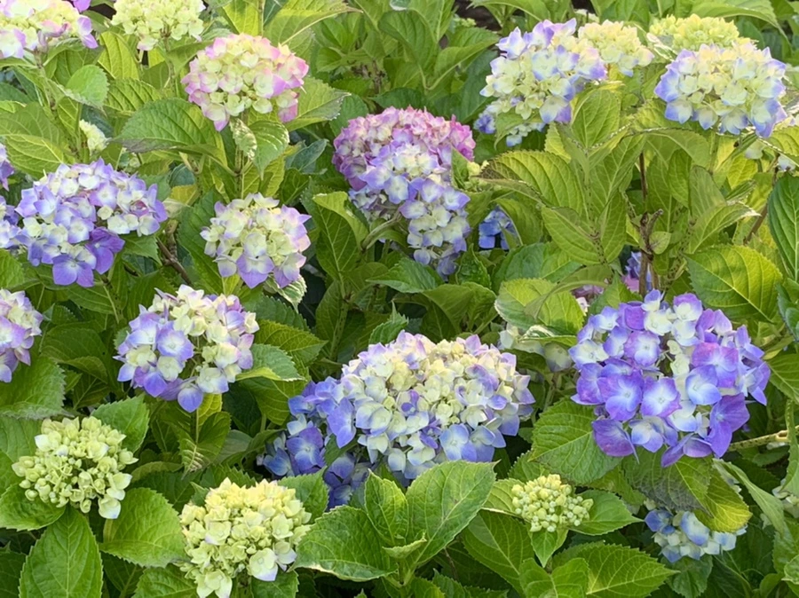 IMG_5273.jpg?type=w966