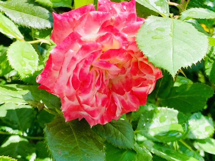 IMG_8471.jpg?type=w966