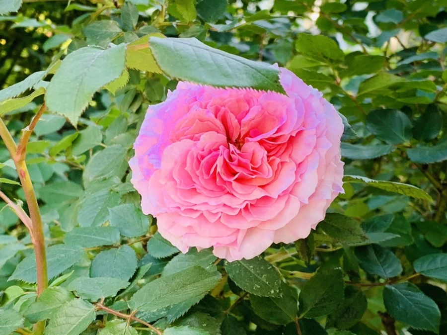 IMG_3573.jpg?type=w966