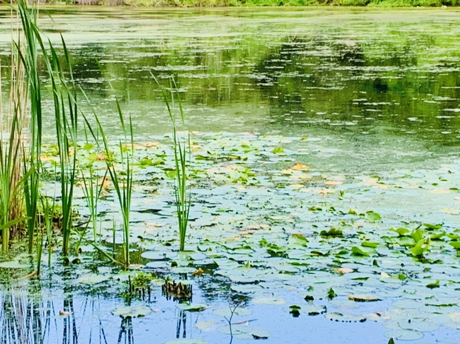 IMG_7501.jpg?type=w966