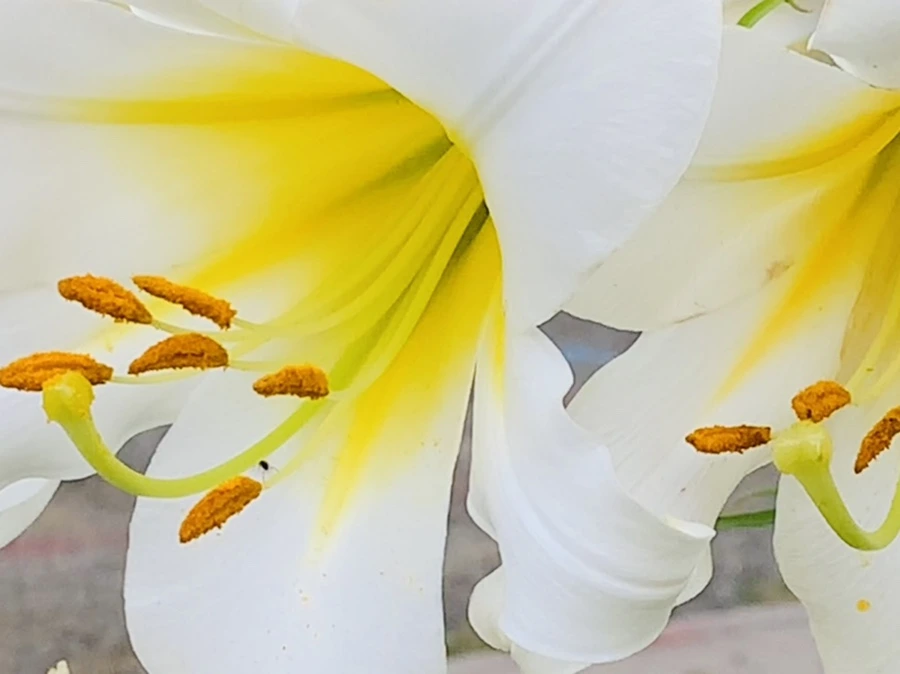 IMG_5656.jpg?type=w966