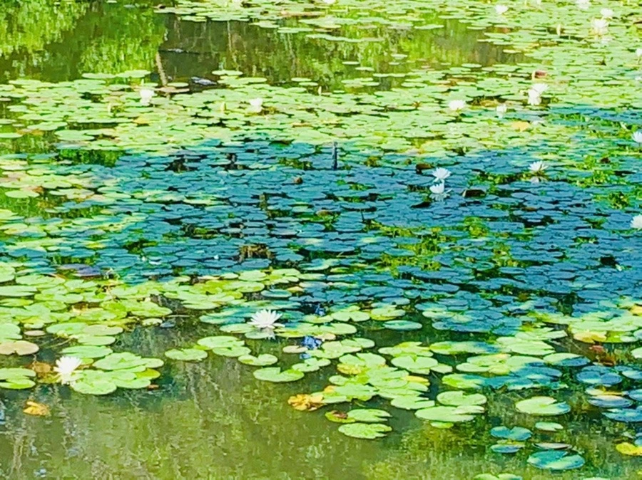 jwW_UqSphOjoHeZaLMum00PC0vU