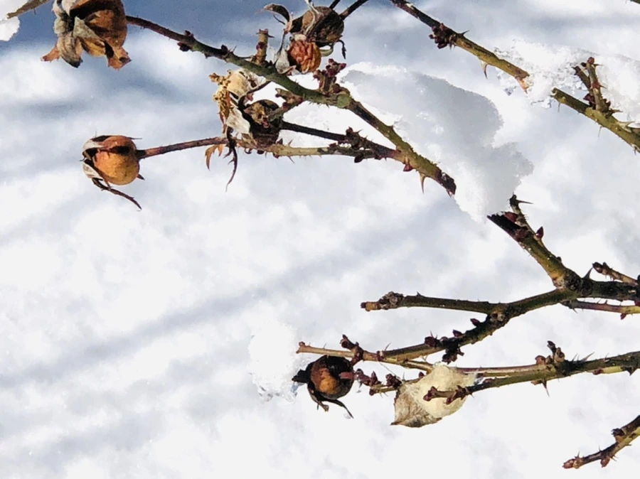 IMG_1413.jpg?type=w966