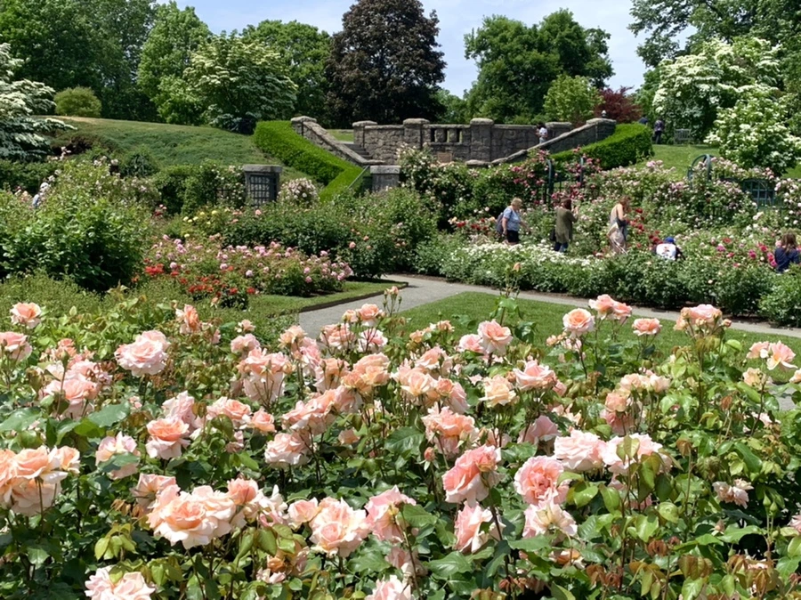 IMG_8477.jpg?type=w966