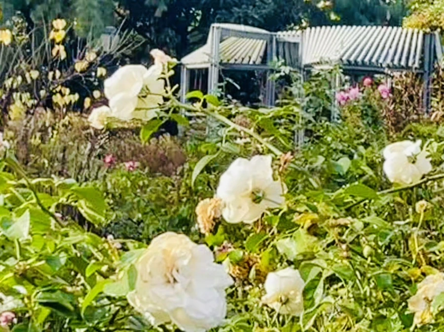 IMG_0961.jpg?type=w966