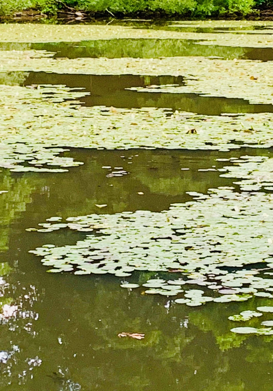 IMG_2978.jpg?type=w966