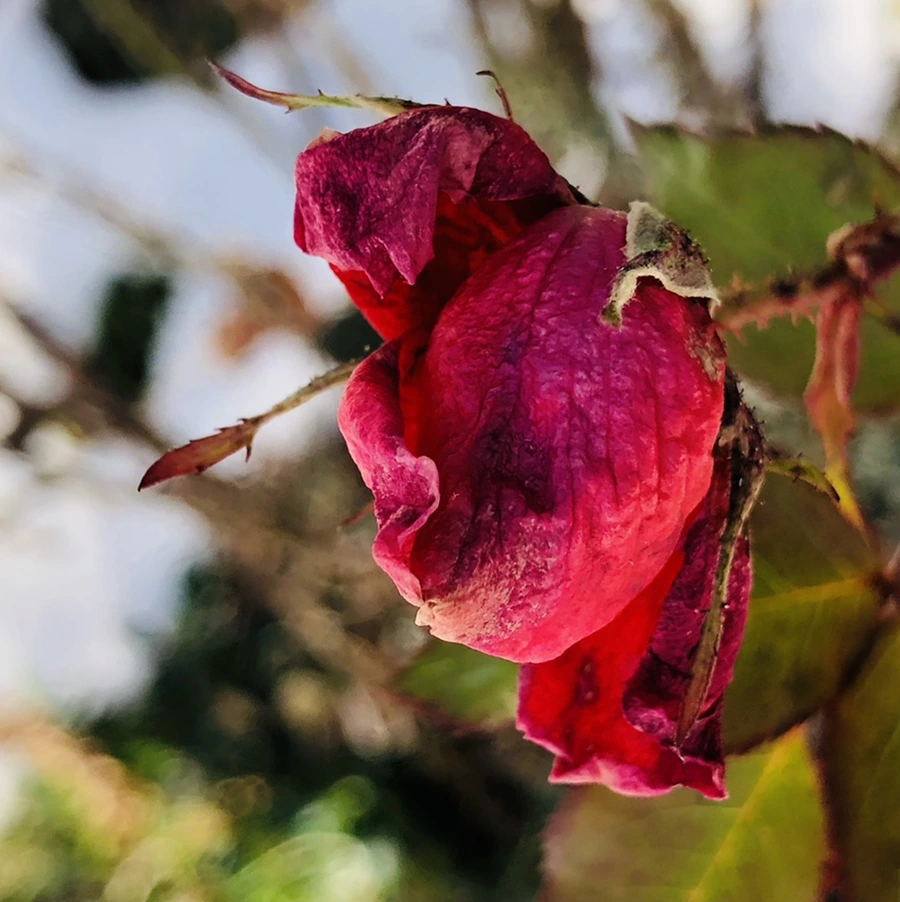 IMG_7753.jpg?type=w966