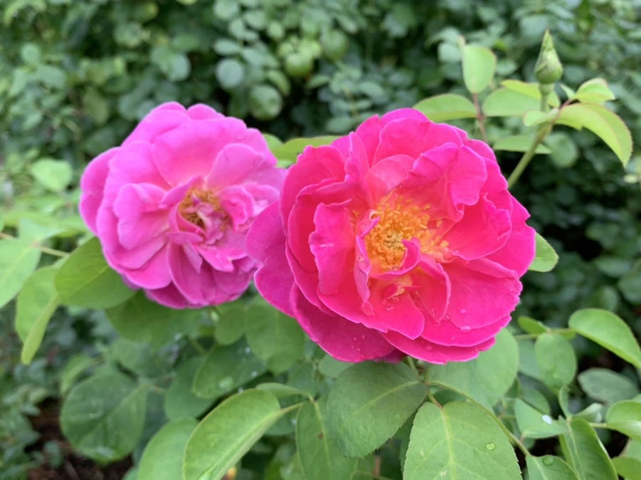 IMG_1095.jpg?type=w966