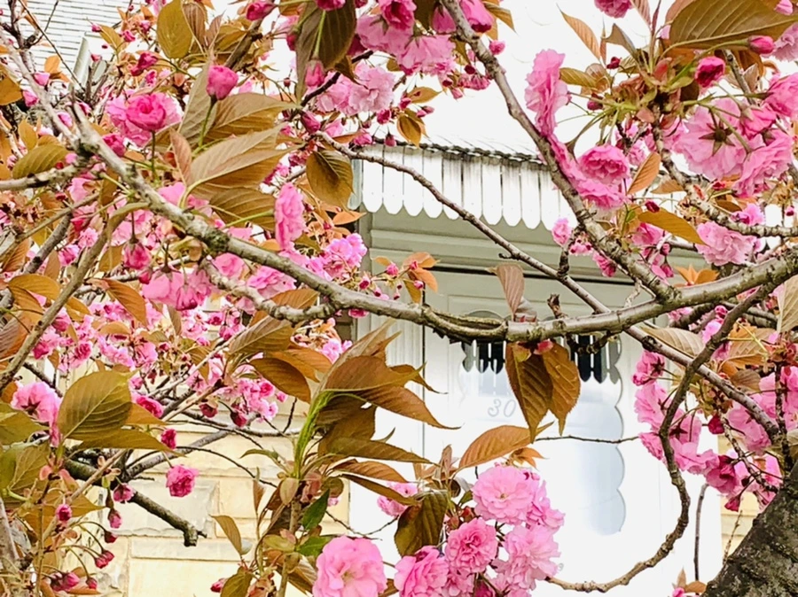 IMG_4406.jpg?type=w966