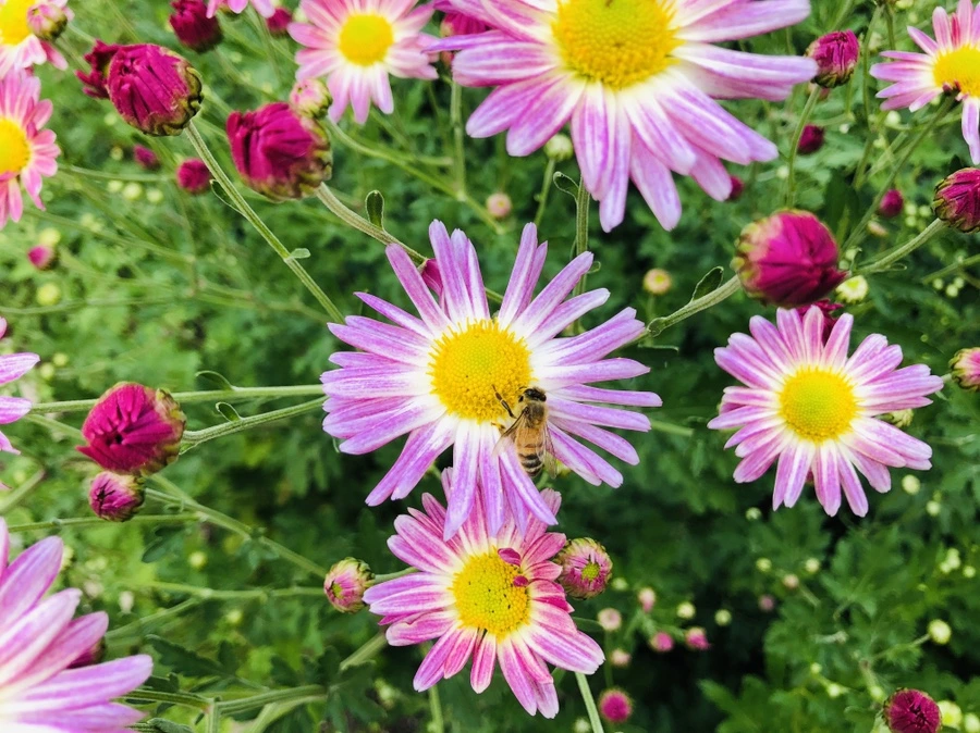 IMG_1846.jpg?type=w966