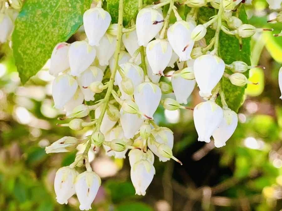 IMG_8361.jpg?type=w966