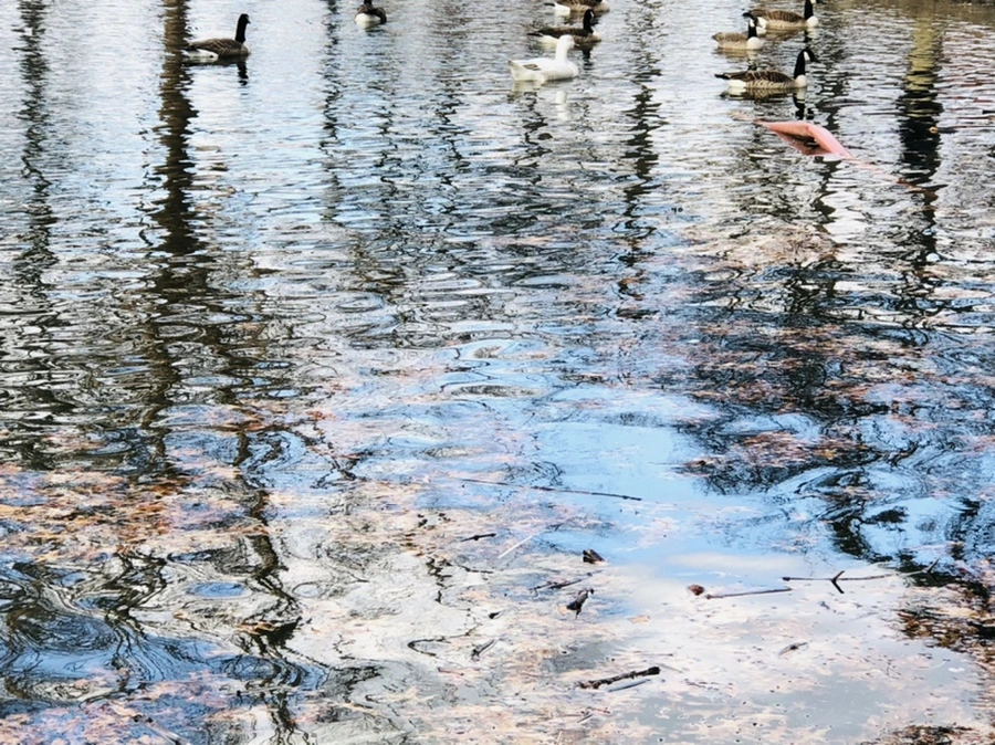 IMG_4351.jpg?type=w966