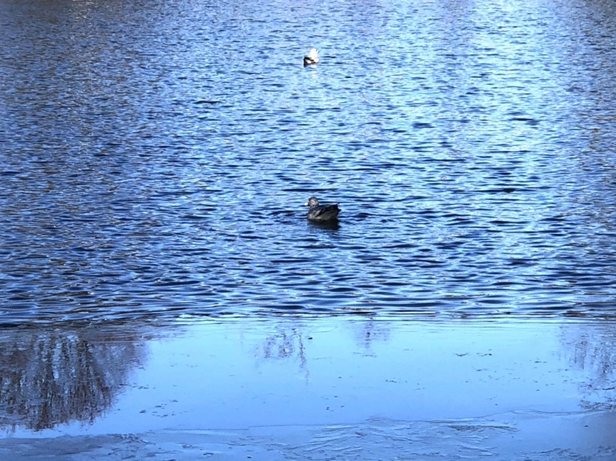 IMG_0545.jpg?type=w966