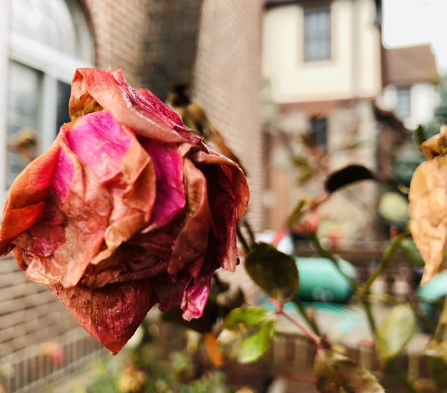 IMG_8585.jpg?type=w966