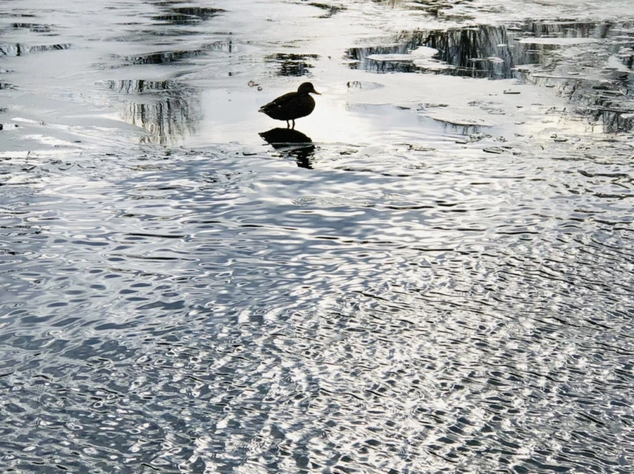 IMG_5022.jpg?type=w966