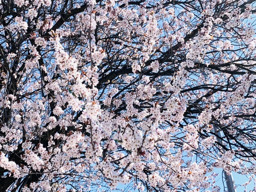 IMG_7945.jpg?type=w966