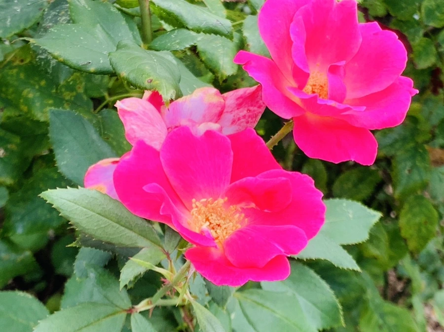 IMG_5009.jpg?type=w966