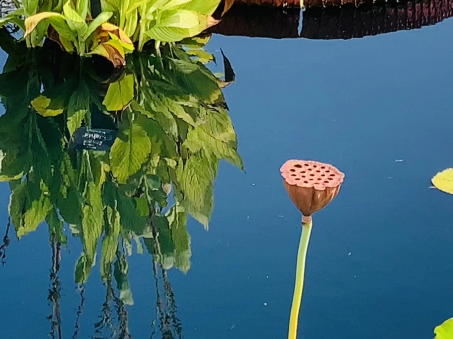 IMG_8987.jpg?type=w966