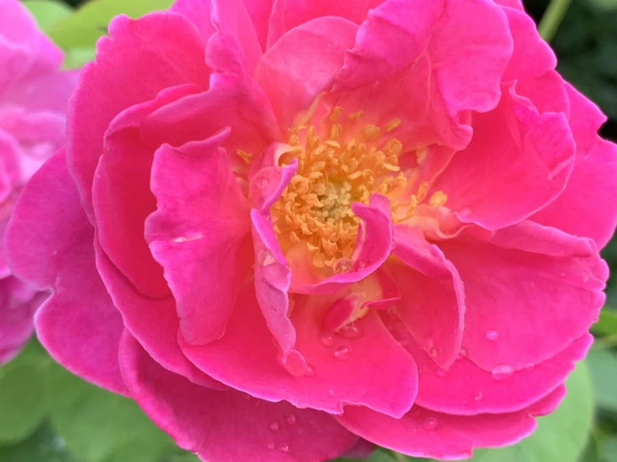 IMG_1096.jpg?type=w966